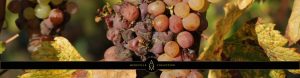 vins fruites bordeaux, vins fruites, medeville collection