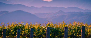 vignes provence